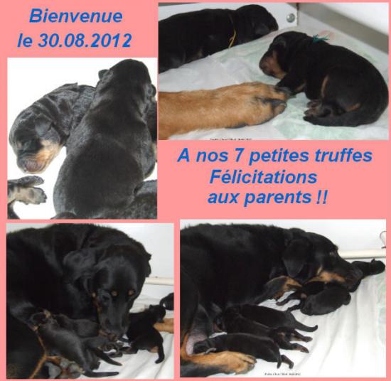 Bienvenue à nos truffes de CHOU